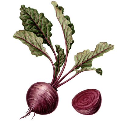 a.beet.jpg