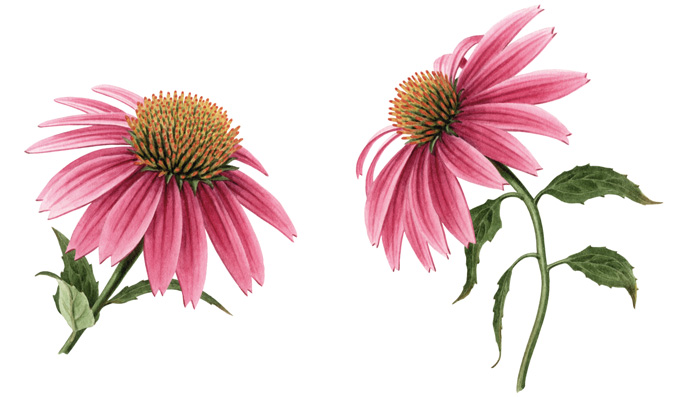 a.echinacea.jpg