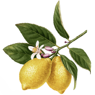 a.lemon.jpg