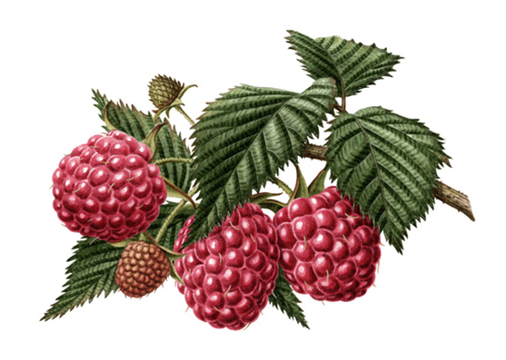 a.raspberry.jpg