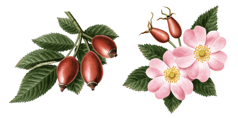 a.rosehip.jpg