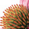 as.echinacea.jpg